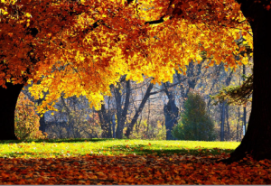 colori magici di autunno